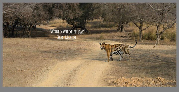 Let us work for a future where people and wildlife co-exist in harmony. 

#WorldWildlifeDay