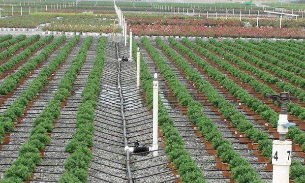 Benefits of  #DripIrrigation Systems

1.Saves water up to 70% compare to flood irrigation. More land can be irrigated with the water thus saved.
2.Crop grows consistently, healthier and matures fast.
3.Early maturity results in higher and faster returns on investment.
4.Fertilizer use efficiency increases by 30%.
5.Cost of fertilizers, inter-culturing and labor use gets reduced.