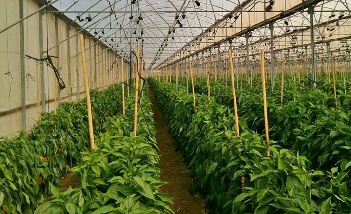 Greenhouses allow for greater control over the growing environment of plants. Greenhouses may be used to overcome shortcomings in the growing qualities of a piece of land!

#Greenhouse #Benefits #Didyouknow
