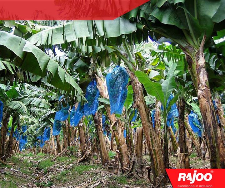 Taking #agriculture to the next level with agriculture Banana Bags!

#Multifoil #RajooEngineers #ManyUsesofPlastics..