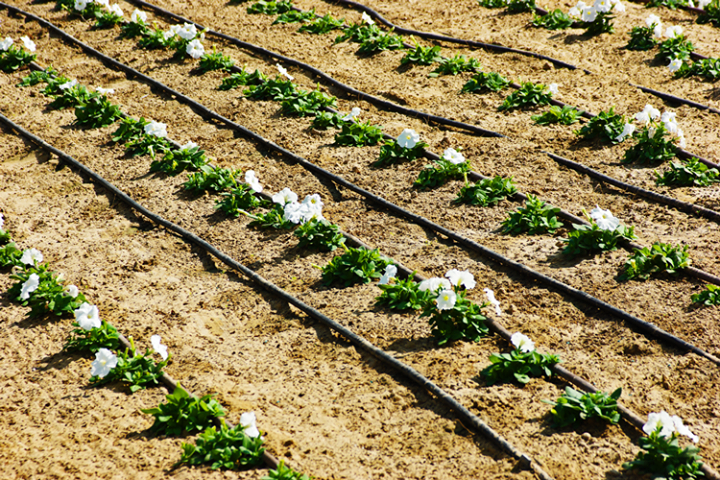 #DripIrrigation #Facts #Farming #WaterUse 

> #Drip Irrigation is the best option to maximize efficiency through eliminating water run-off and evaporation, precise application of water, fertilizers and chemicals through a technologically advanced operating system.

> It increase moisture-holding capacity of dryland soils

> The spacing of each drip line determines the allocation of water. Check the absorption rate of your soil and adjust the frequency accordingly.